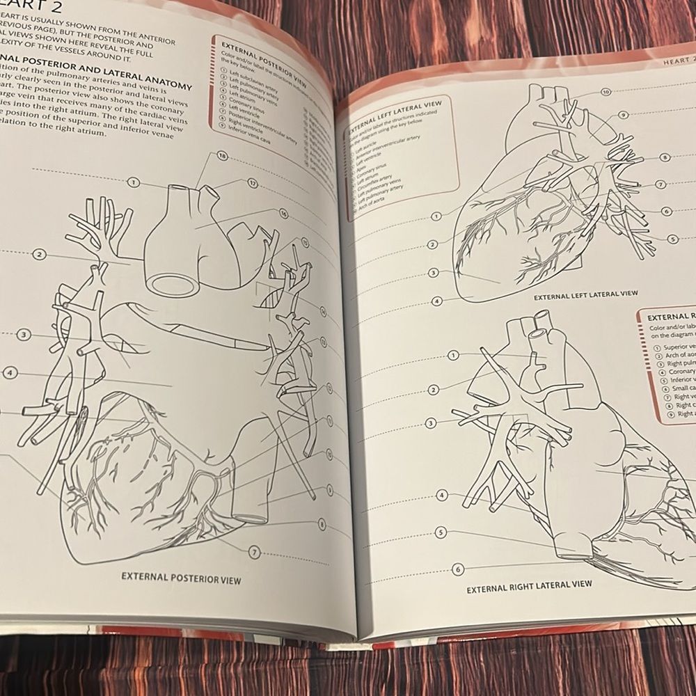 The Human Body Coloring Book/Study Guide - Picture 9 of 9